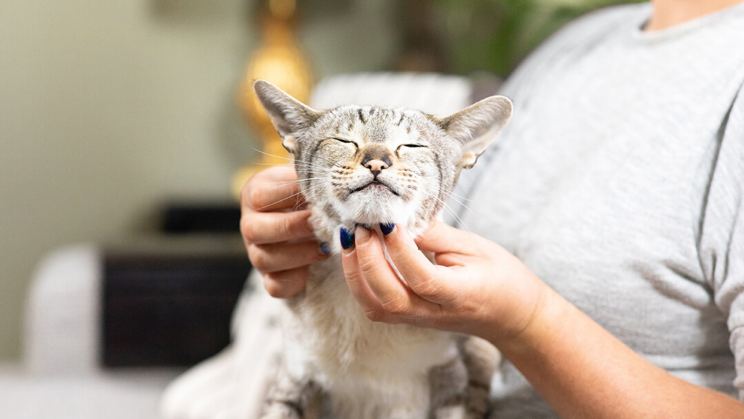 C mo Darle Una Pastilla A Un Gato Purina